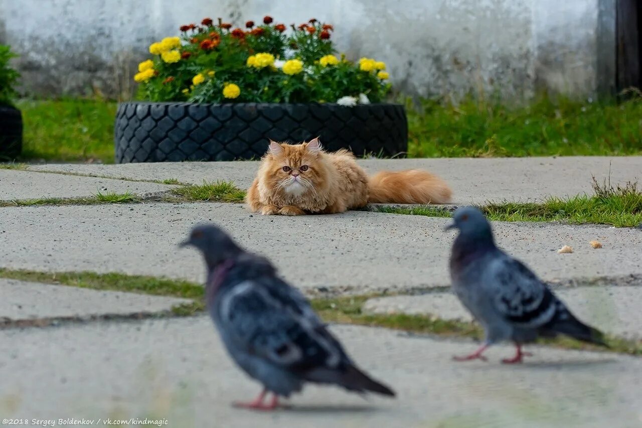 Кот и голубь. Кошка охотится на голубей. Коты на голубях. Рыжий кот и голубь.