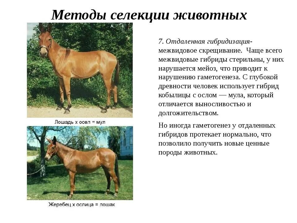 Какое разведение собак чистопородное или скрещивание обычно