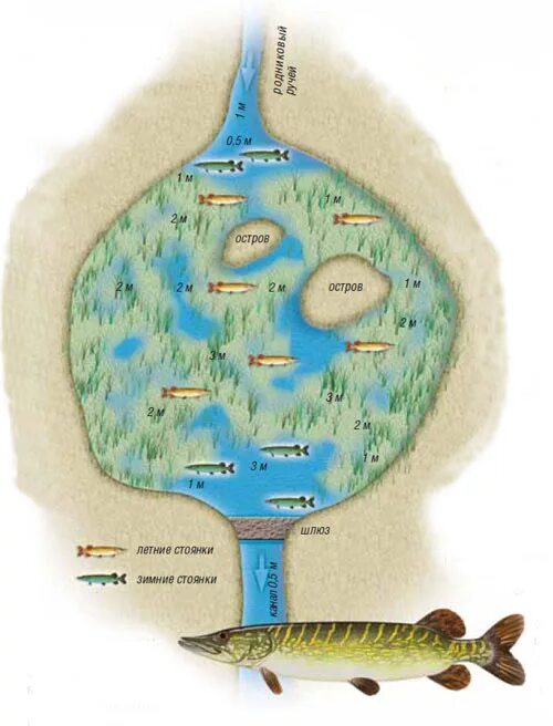Схема расстановки жерлиц. Где стоит щука зимой. Где стоит щука зимой. Места стоянки судака. Где стоит щука зимой.