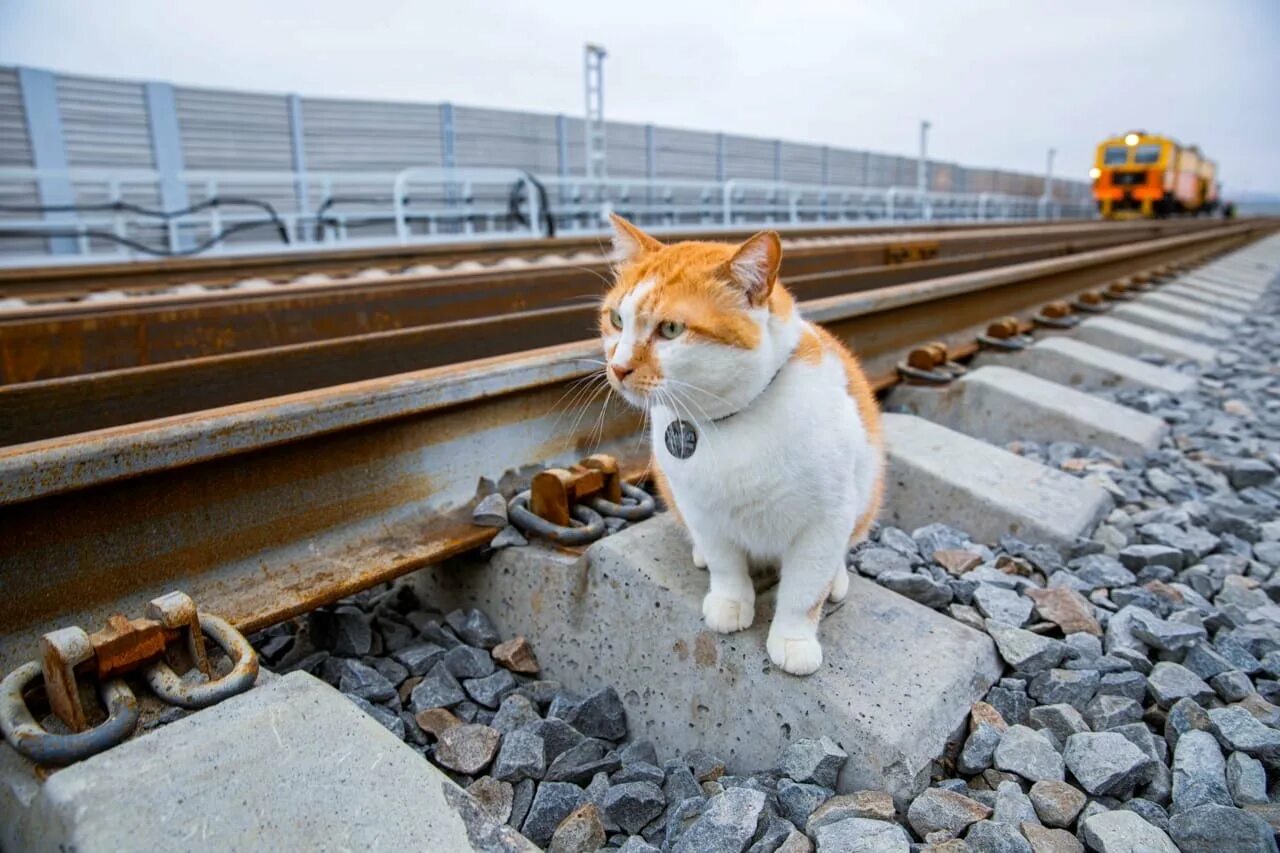 Кот железная дорога. Кот мостик Крымский мост. Железная дорога и кошка. Кот на рельсах. Кот в поезде.