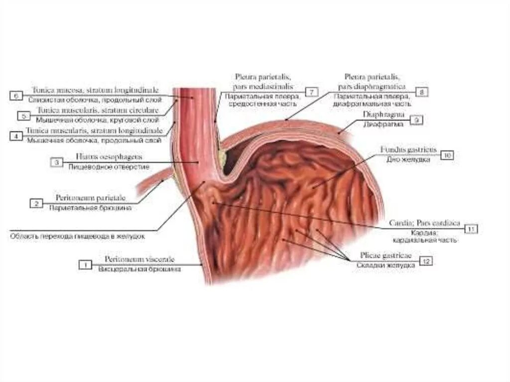 Анатомия пищеводно желудочного перехода. Зубчатая линия пищевода. Переход пищевода в желудок анатомия. Пищевод анатомия Синельников. Слизистый на латинском