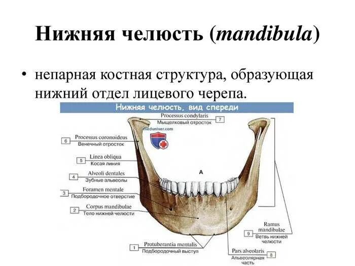 Нижняя челюсть анатомия кости. Кость лицевого черепа нижняя челюсть. Строение кости нижней челюсти. Кости черепа нижняя челюсть анатомия.