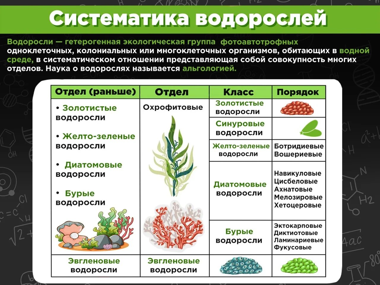 Понятие водорослей. Систематика водорослей. Отдел зеленые водоросли систематика. Схема систематики водорослей. Таксономия водорослей.