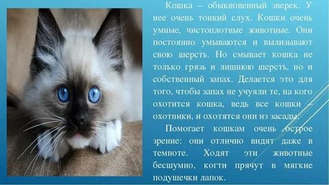 За что я люблю свою кошку