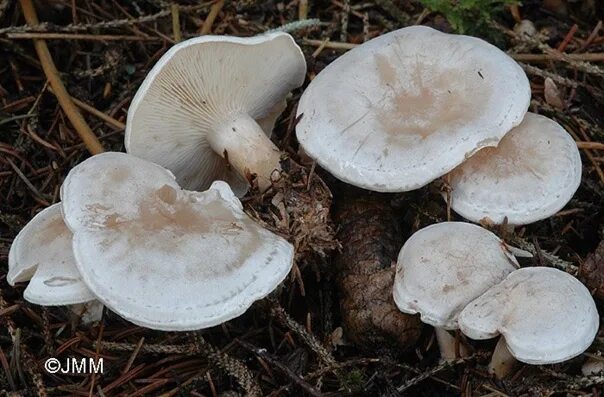 Говорушка восковая. Говорушка беловатая (clitocybe rivulosa). Говорушка беловатая. Говорушка блюдцевидная. Говорушка восковатая гриб.