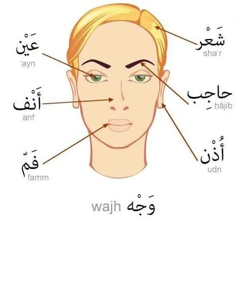 Название лица человека. Части тела на арабском. Части лица названия. Части лица на арабском. Части лица человека.