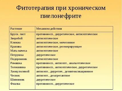 Пиелонефрит народные