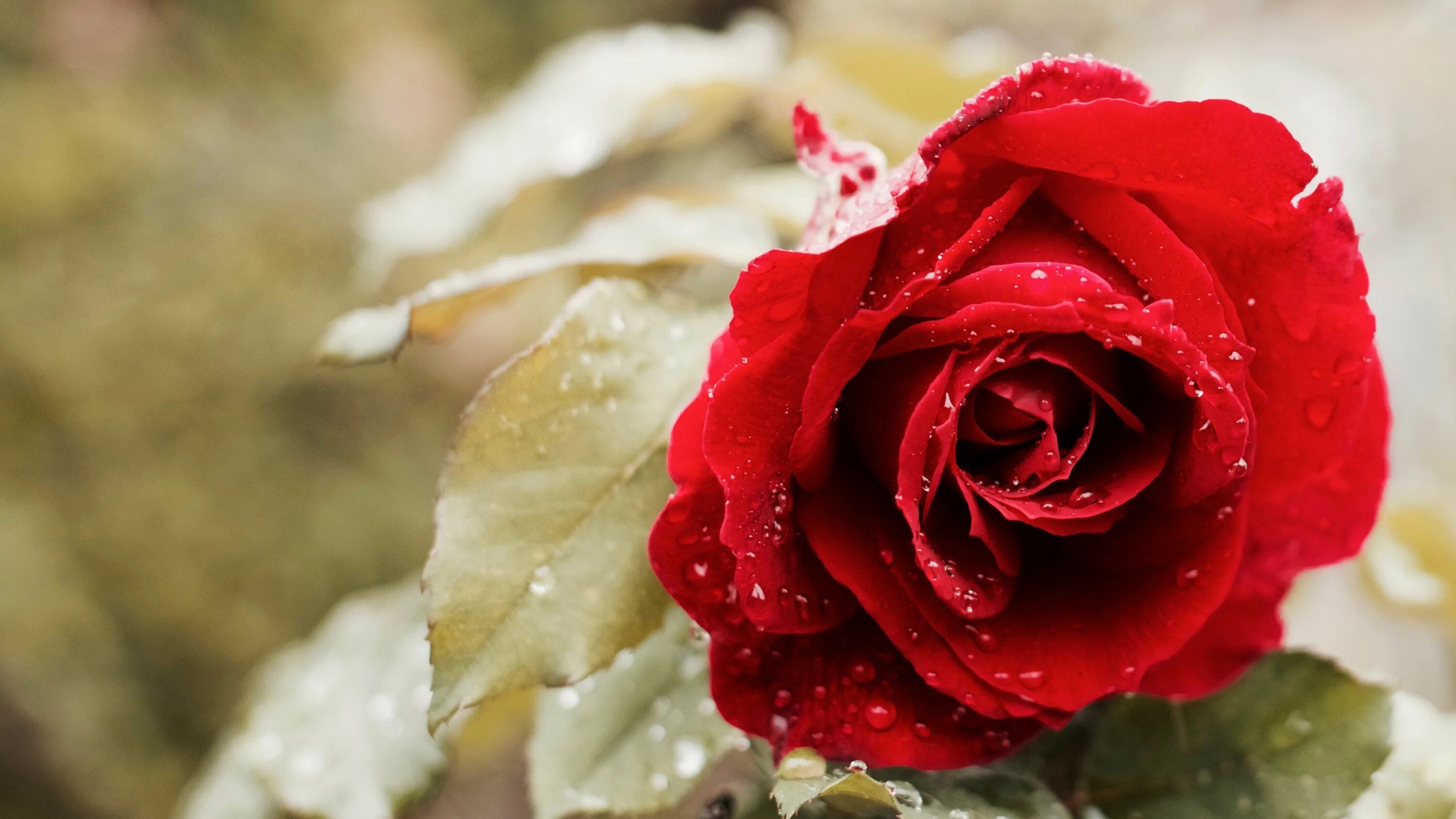 Красивые розы. Красные розы. Самые красивые розы.