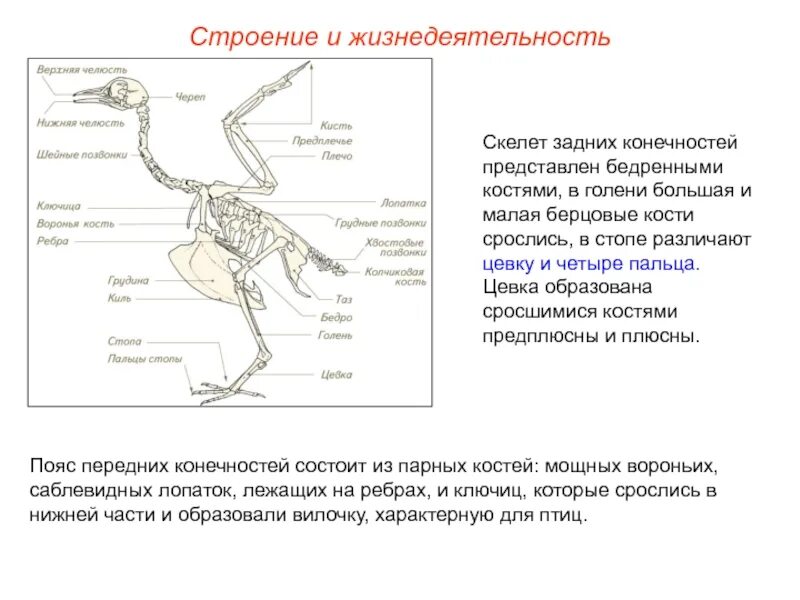 Скелет птицы пояс передних конечностей. Строение костей конечностей птицы. Строение цевка у птиц. Строение задней конечности птицы. Кости задних конечностей птицы.