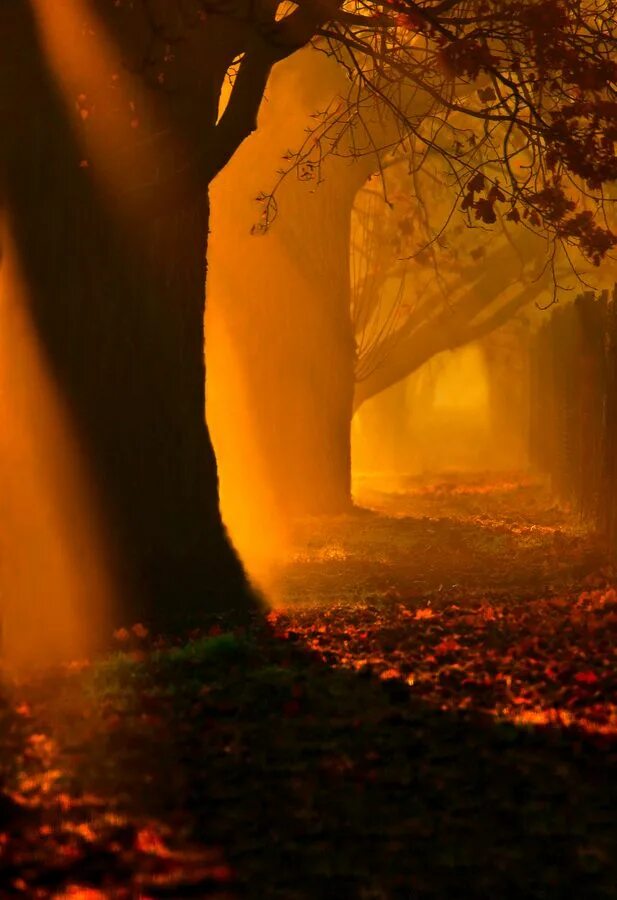 Дверь в лесу. Мистическая фотосессия. Таинственный лес шьямалана. Прекрасное рядом. Дверь в сказку.