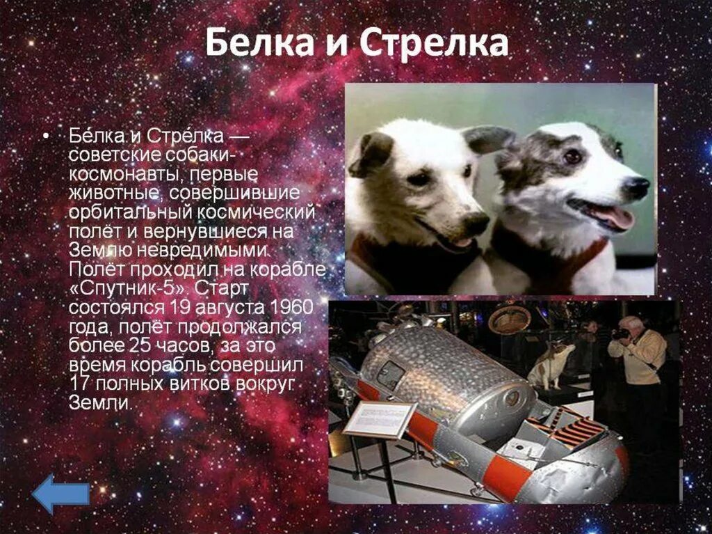 Спутник 5 собаки. Герои космоса белка и ст. Собаки-космонавты белка и стрелка-1. Первый полет в космос белки и стрелки. Полёт белки и стрелки в космос Дата.