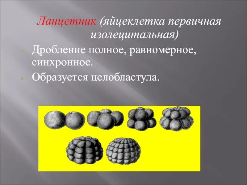 Равномерное синхронное. Неполное неравномерное асинхронное дробление. Типы дробления голобластическое и меробластическое таблица. Равномерное синхронное. Равномерное и неравномерное дробление зиготы.