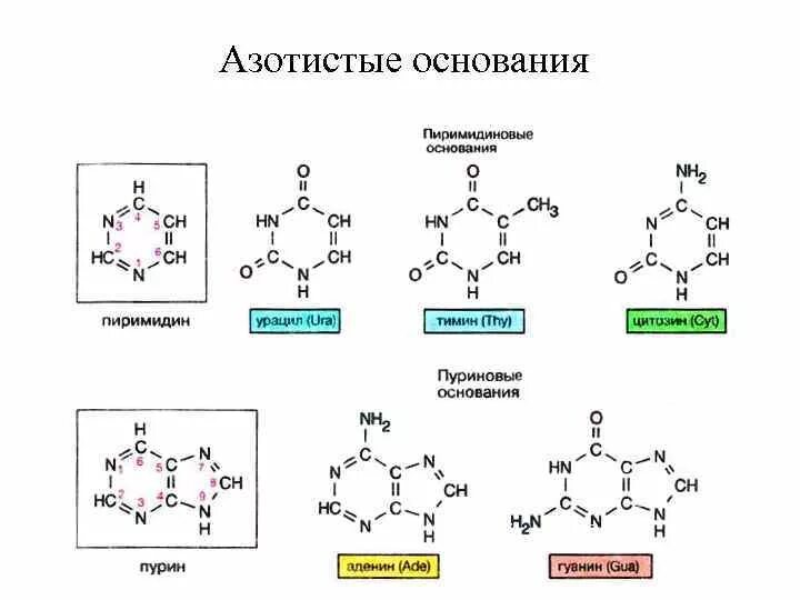 Замена аденина на тимин изменение плоидности клетки. Формулы азотистых оснований нуклеотидов. Строение нуклеотида азотистое основание. Структура и функция пуриновых и пиримидиновых азотистых оснований. Структура нуклеотида азотистое основание.