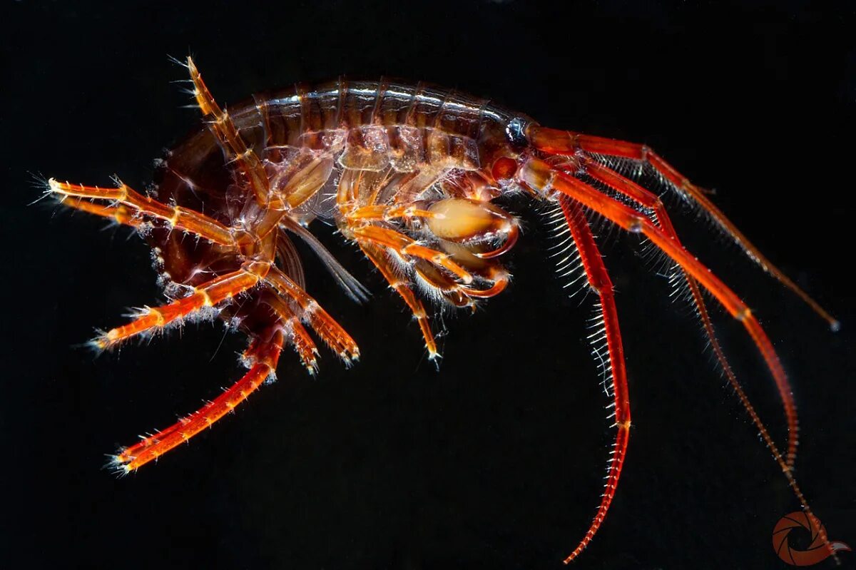 криль антарктический. жук бокоплав. рачок артемия салина. рачки криль. рачки это.