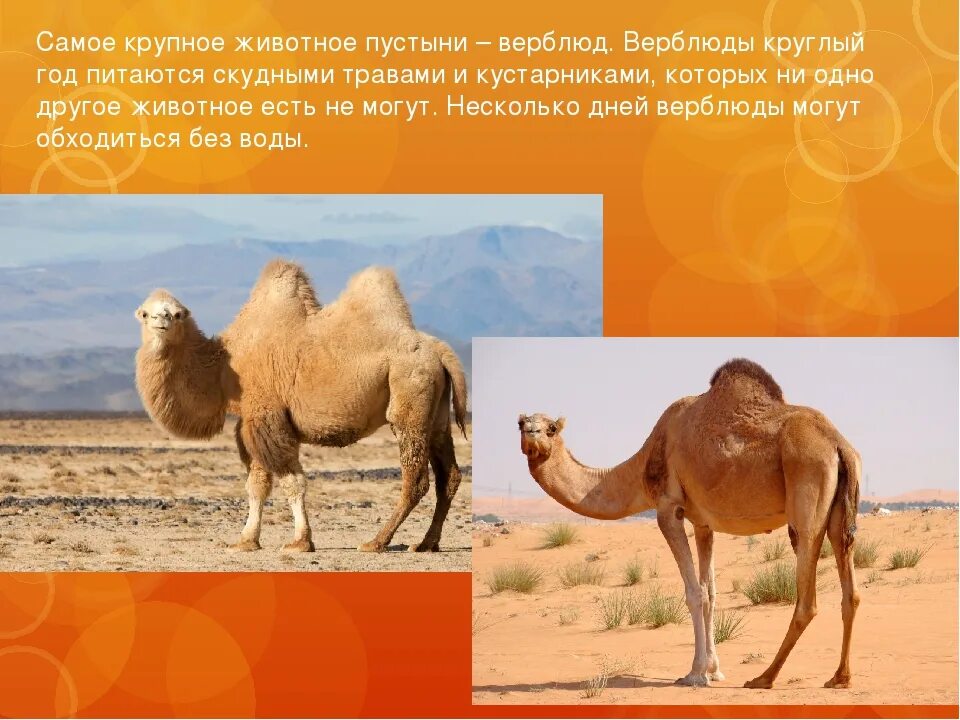 На каком материке крупнейшая пустыня. Пустыни и полупустыни животный мир. Пустыни и полупустыни России животный мир. Пустыни полупустыни верблюд. Пустыни и полупустыни Африки животные.