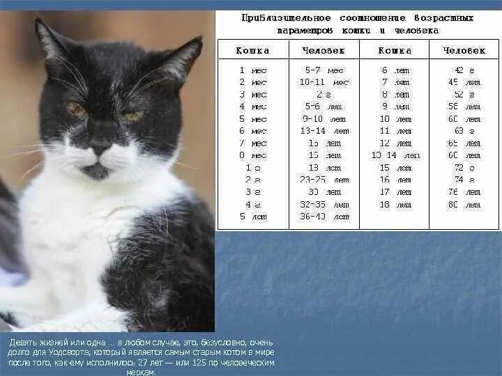 Сколько лет живут домашние кошки. Возраст по кошачьи. Возраст котенка на человеческий. Возраст кошки по человеческим. Кошачьи мерки по возрасту.