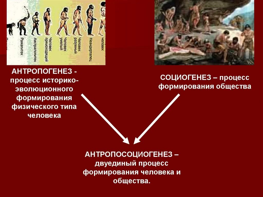 Процесс формирования человека. Происхождение человека. Формирование человеческого общества. Антропогенез и социогенез.