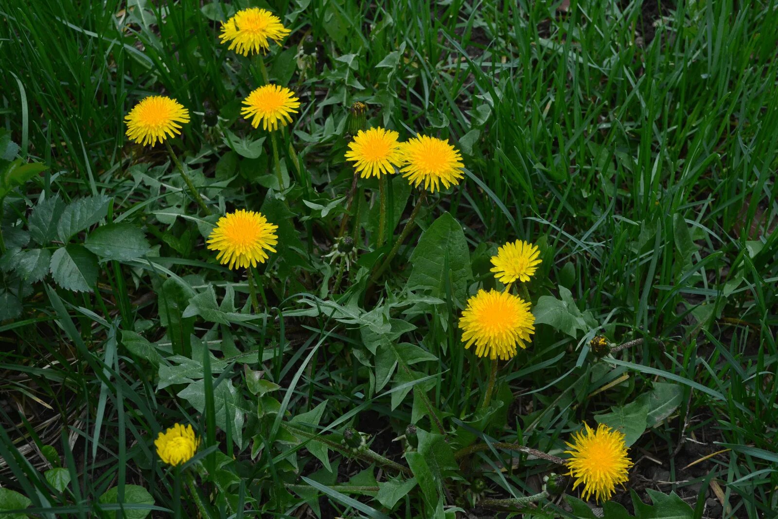 Можно есть цветы одуванчика. Одуванчик лекарственный – Taraxacum officinale. Мать-и-мачеха и одуванчик. Лекарственные растения одуванчик и мать и мачеха. Одуванчики мать и мачеха разные растения.