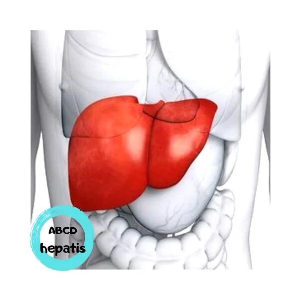Расположена под диафрагмой в правом подреберье. Печень болит в правом боку. Картонки где находится печень и сердце. Печень у руках варча. Эскизы на подреберье мужские.