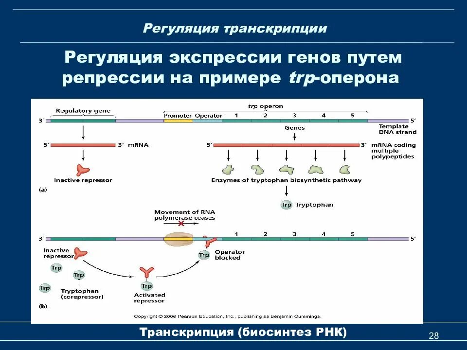 Механизм биосинтеза. Синтез РНК ферментом РНК полимеразой. Экспрессия генов у эукариот. Транскрипция Гена эукариот. Экспрессия генов оперона.