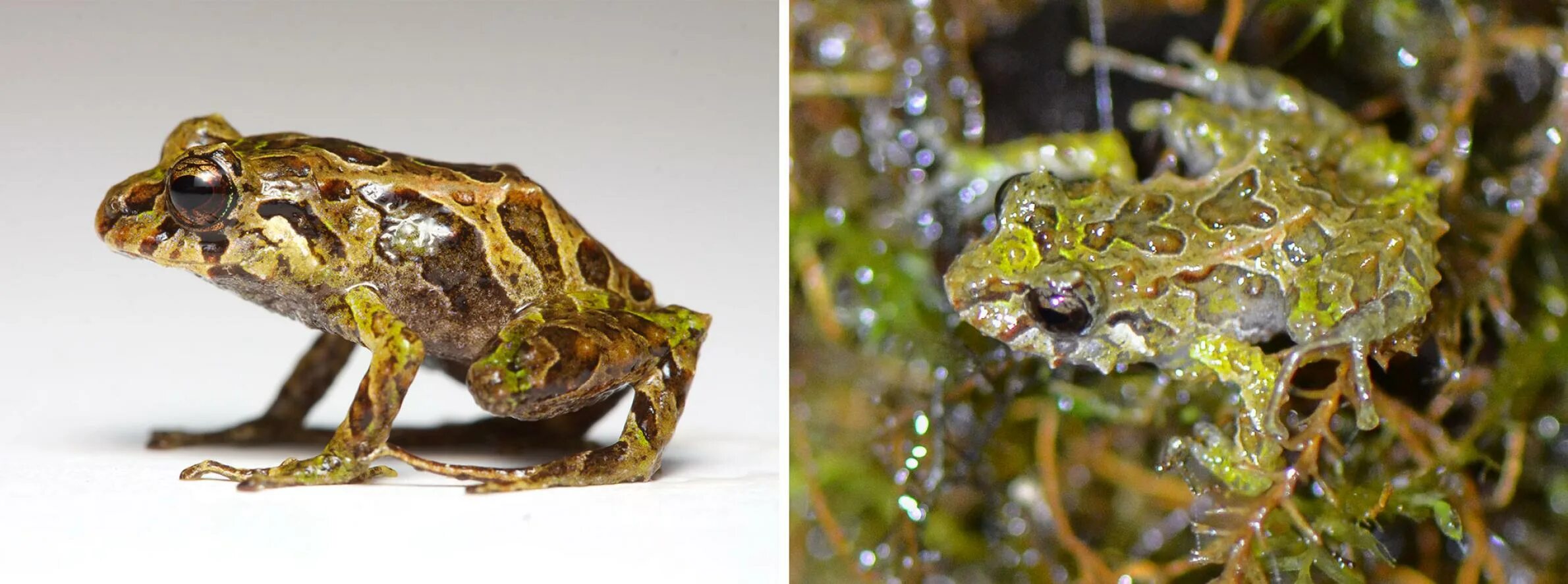 Лягушка хамелеон. Pristimantis mutabilis. Дождевая лягушка. Золотистая Тропическая лягушка.