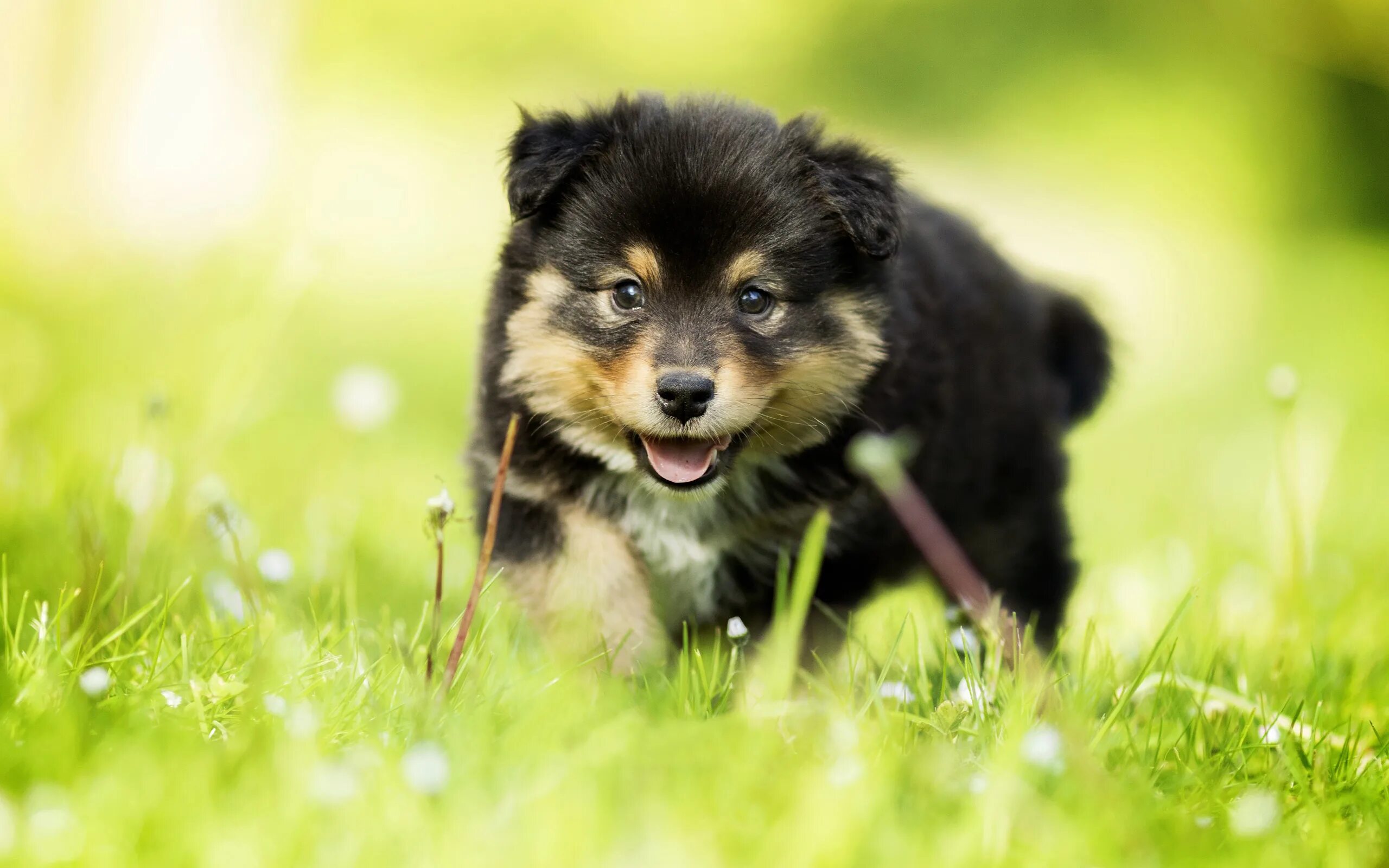 Очень красивые собаки. Мальтезе микро мини. Щенки очень милые. Лабрадор ретривер. Милые собаки.