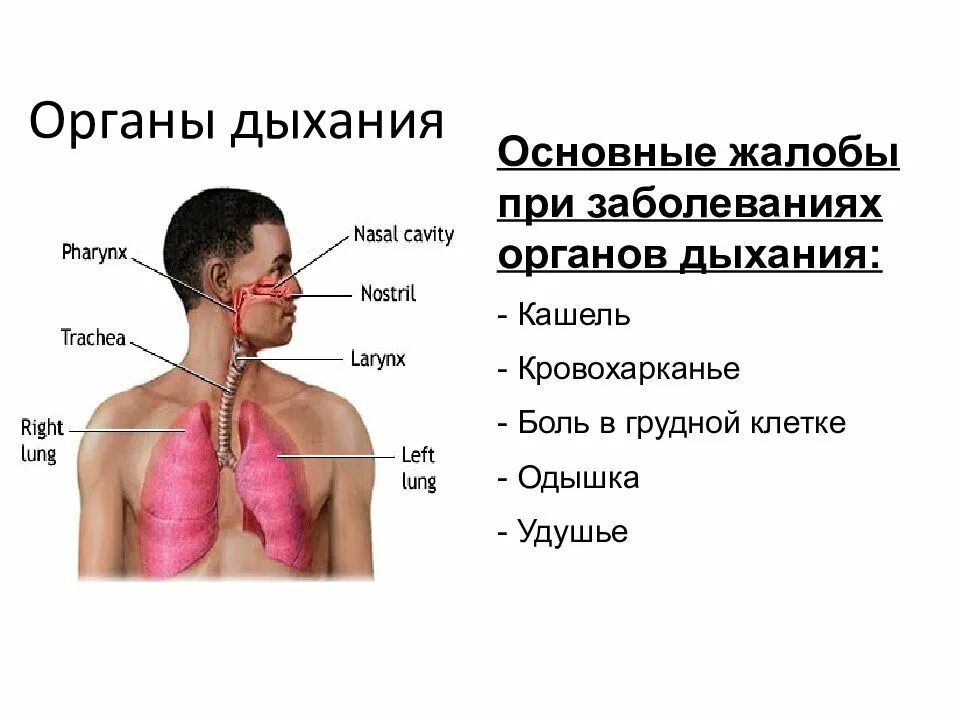 При заболеваниях органов дыхания. При кашле болит грудная клетка. Основные симптомы при заболеваниях органов дыхания. Симптомы при патологии органов дыхания.