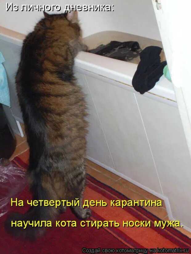 Кот ждет. Хозяин пришел. Кот пришел. Кот ждет хозяина.