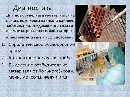Лабораторная диагностика бруцеллеза животных