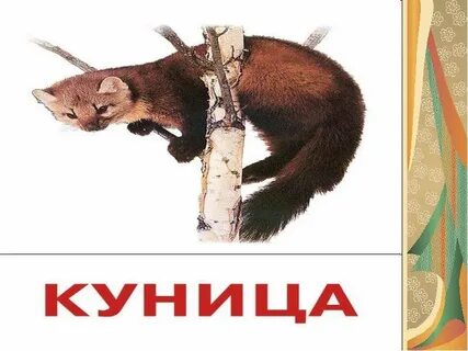 Куницы падеж