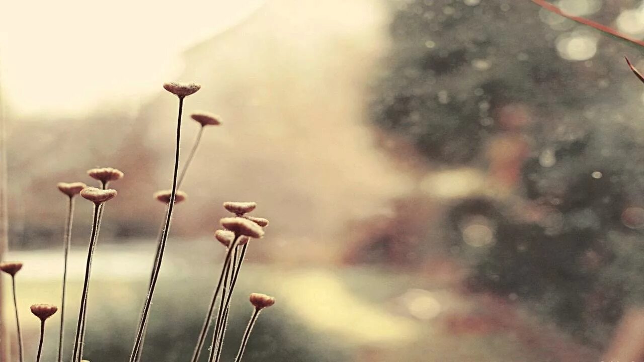Цветы в пастельных тонах. Памблер. Фиолетовые обои минимализм. Цветы в пастельных тонах. Памблер.