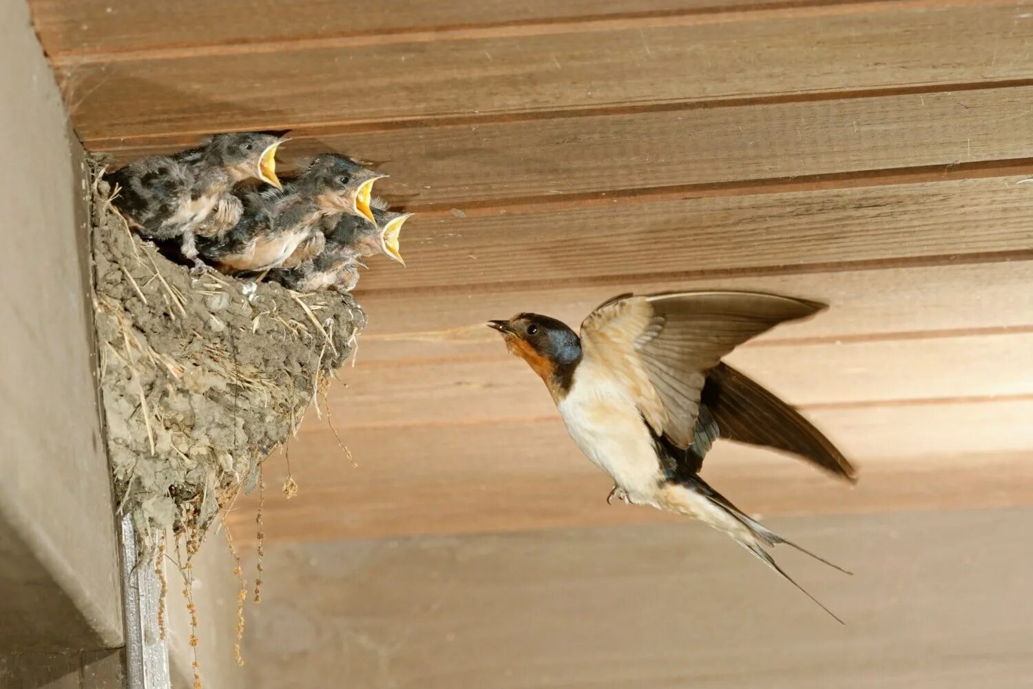 Ласточкино гнездо. / Гнездо птицы ласточки. Ласточка лепит гнездо под крышей. Гнездо деревенской ласточки. Гнездование ласточки деревенской.
