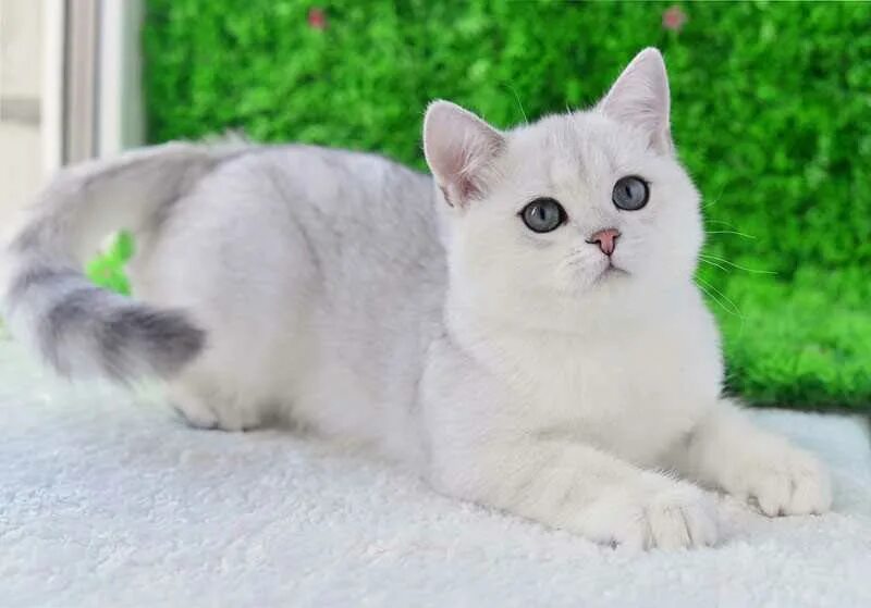 Окрас кота шиншилла. Окрас кота шиншилла. Окрас кота шиншилла. Окрас кота шиншилла. Окрас кота шиншилла.