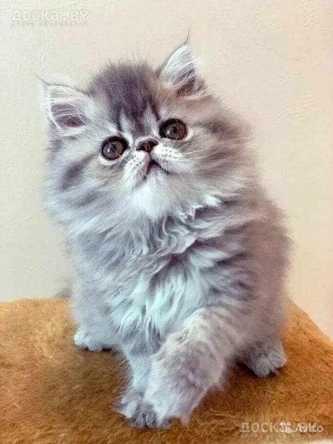Купить котенка в тульской. Котята персы. Персидский кот. Персидская кошка котята. Маленький перс.