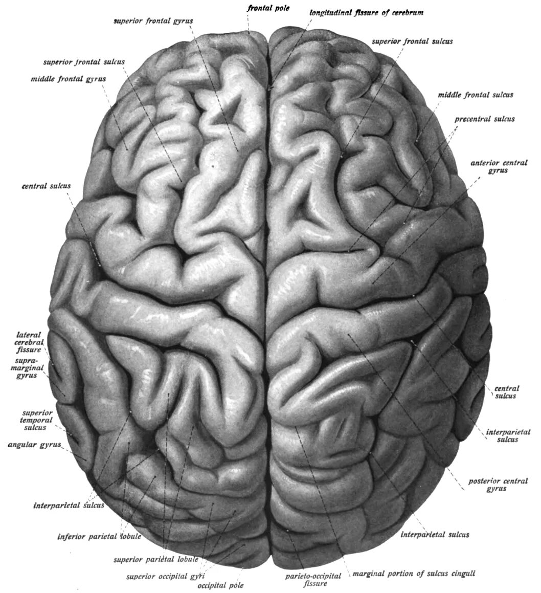 Superior frontal gyrus. Superior frontal sulcus. Gyrus angularis. Мозг на английском.