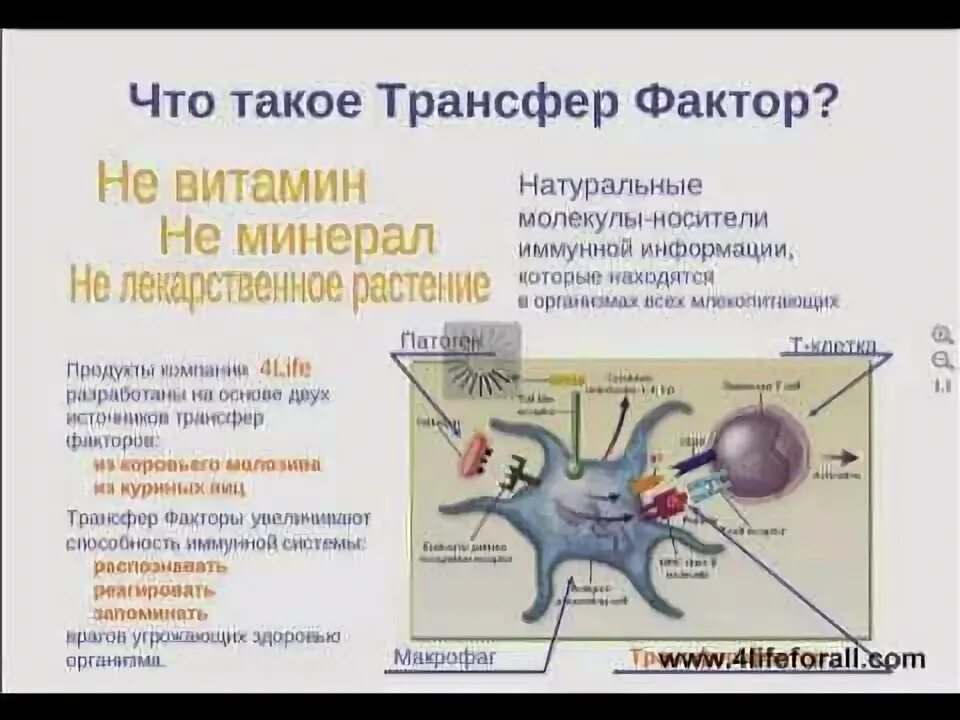 Трансфер фактор классик. 4life трансфер фактор трай фактор. Фактор переноса. Фракции трансфер фактора. Трансфер факторы что это такое отзывы.