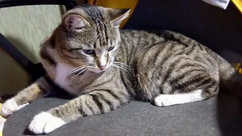 Кличка для полосатого котенка мальчика