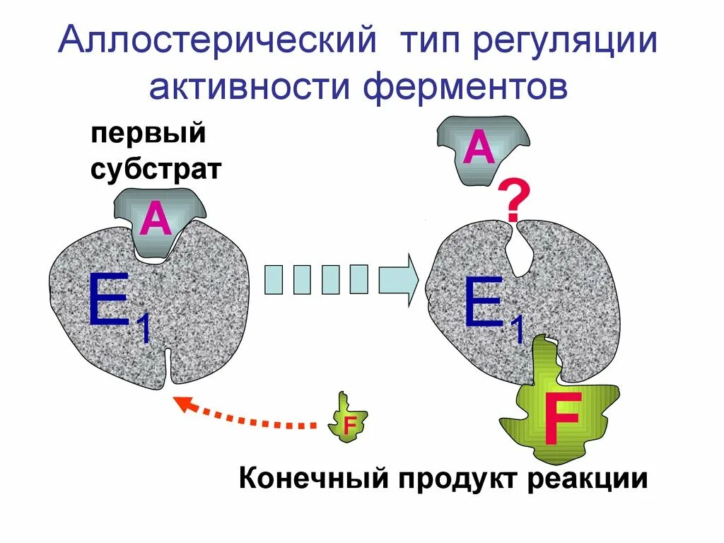 Аллостерический Тип регуляции. Схема регуляции активности аллостерического фермента. Аллостерический механизм регуляции активности ферментов. Аллостерическая регуляция схема. Аллостерический активатор