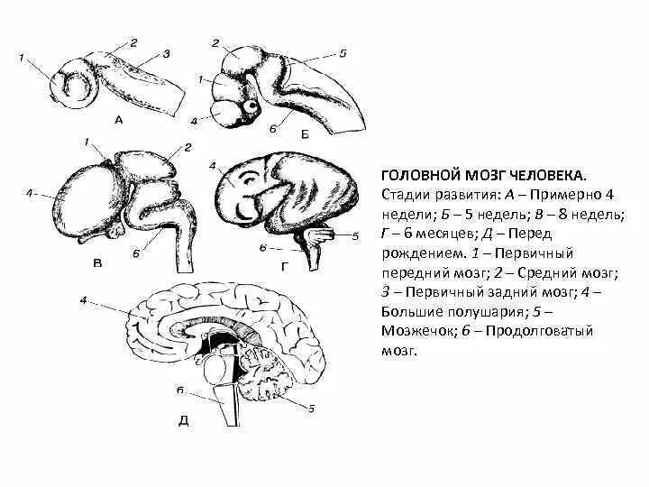 Внутриутробное развитие мозга. Схему развития головного мозга человека. Изобразите схему развития головного мозга человека. Начальные стадии формирования головного мозга. Фронтальная схема развития головного мозга человека.