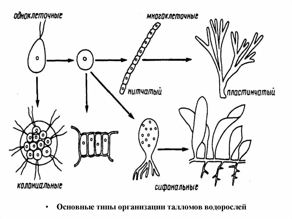 Схема красных и бурых водорослей. Типы талломов водорослей. Типы структуры талломов водорослей. Формы организации таллома водорослей. Пластинчатый Тип таллома.