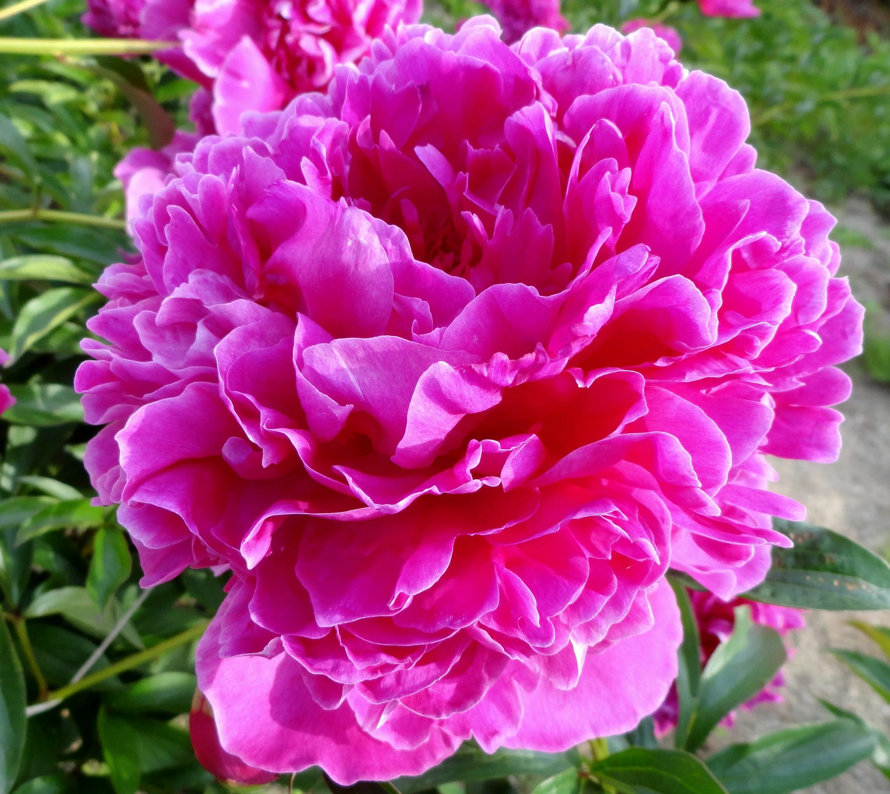 ). пион кустарниковый. пион ботан описание. пион ботан описание. пион алиса хардинг.