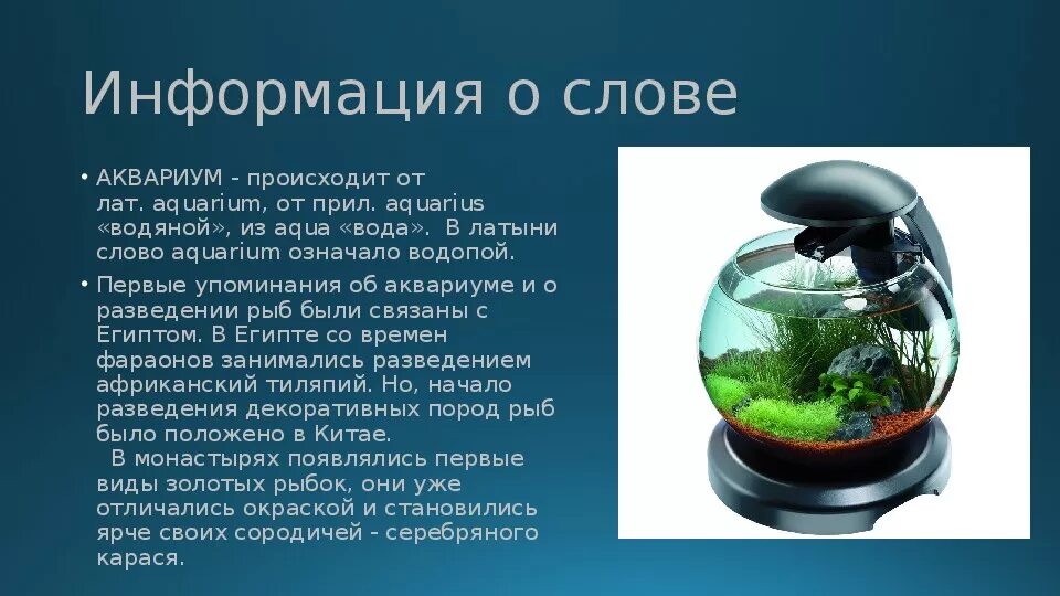 Aquarium перевод. Аквариум для презентации. Информация о аквариуме. Про аквариум рассказать детям. Презентация аквариумы и аквариумные рыбки.