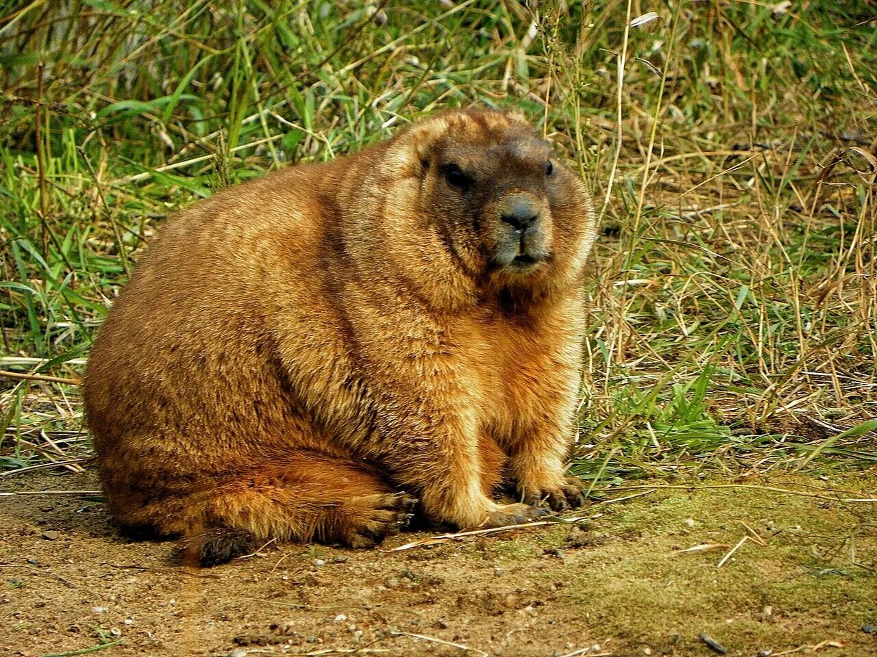 Степной сурок Байбак. Сурок Степной, Байбак (Marmota Bobak). Сурок Байбак Европейский. Сурок обыкновенный Байбак. Сурок красная книга