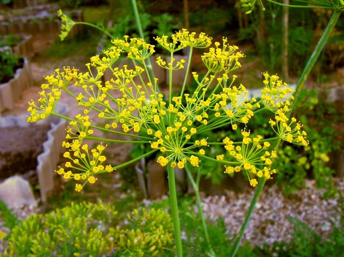 Гриб укроп. Укроп огородный Anethum graveolens. Фенхель зонтичные. Укроп (Anethum graveolens l.). Фенхель соцветие.