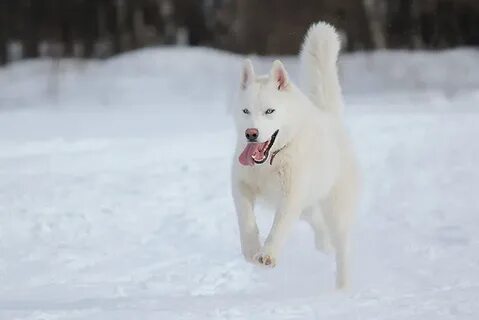 Лайка поет песню