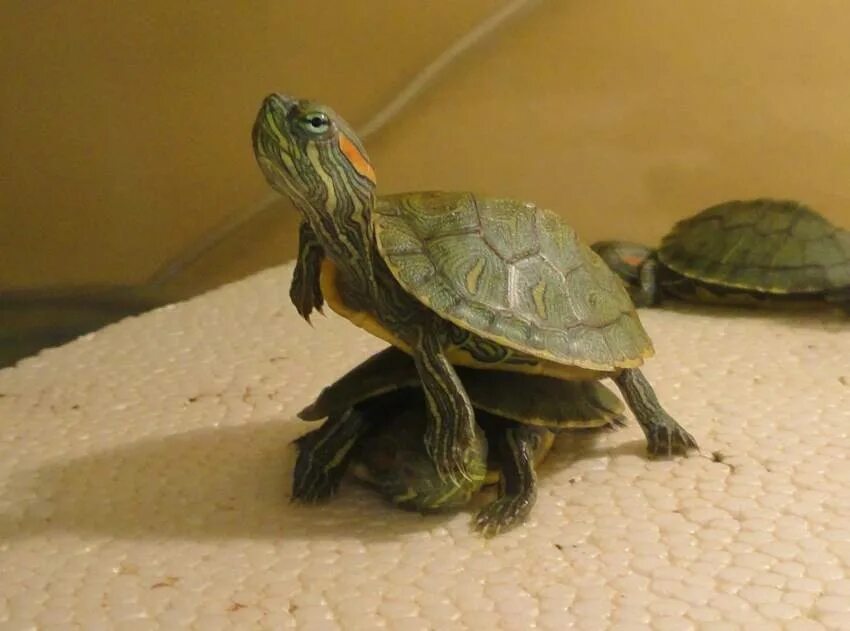 Красноухая черепаха. Красноухая черепаха маленькая. Красноухие Черепашки. Черепаха водная красноухая. Водяная домашняя черепаха