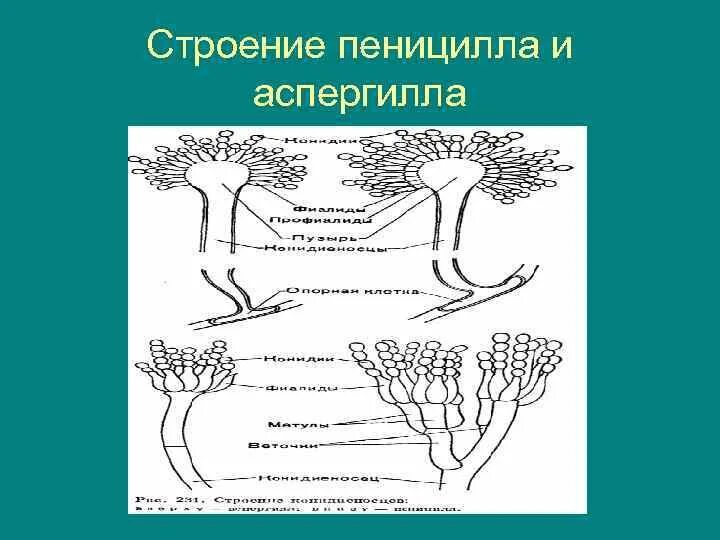 Строение и значение пеницилла. Пенициллин строение гриба. строение пенициллина. строение грибницы пеницилла. внешнее строение пеницилла.