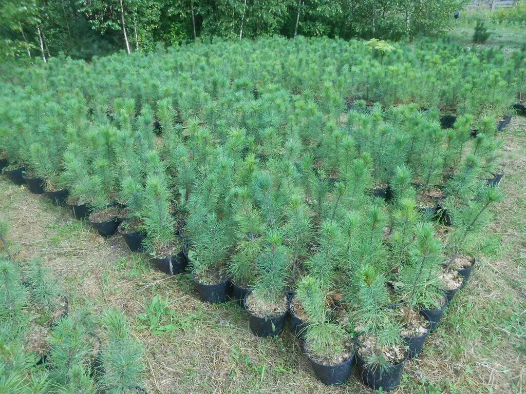 ель голубая окс. сеянцы сосны обыкновенная живая елка. сеянцы кедра. сеянцы крымской сосны. питомник сосен.