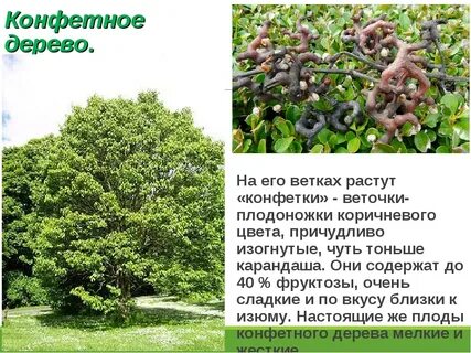 Карамельное дерево