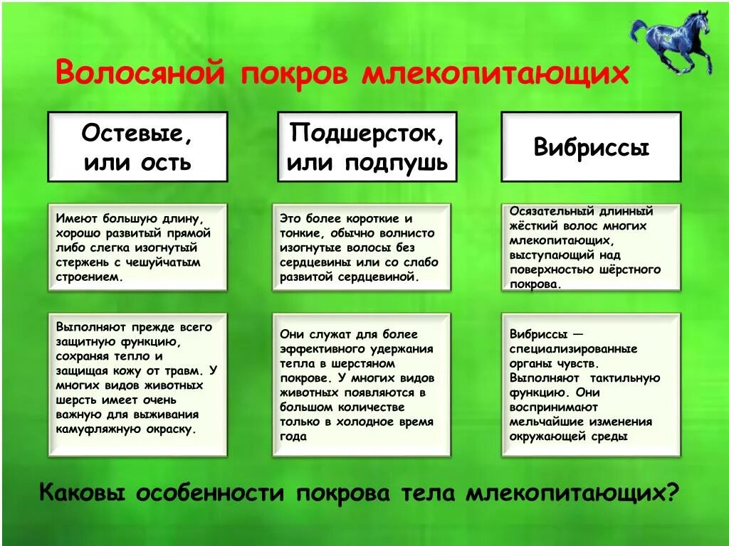 Типы волос млекопитающих. Типы волос у млекопитающих и их функции таблица. Основные типы волос у млекопитающих. Типы волос млекопитающих и их функции.